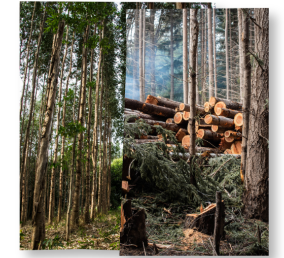bosque con árboles