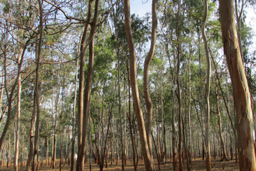 Eucalipto arbol