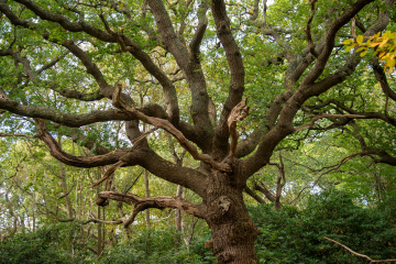 roble