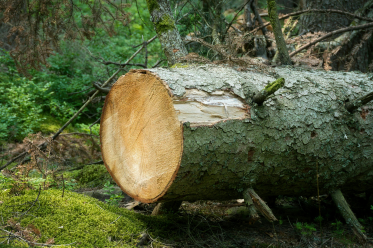 árbol talado